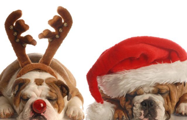 Corna e cappello di Natale, limportante è dormire.