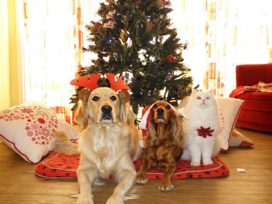 Vestiti Di Natale Per Cani.I Vestiti Di Natale Ecco Quelli Per Cani E Gatti Bigodino