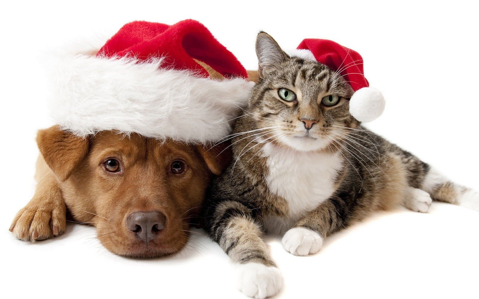 I regali di Natale solidali per aiutare cani e gatti