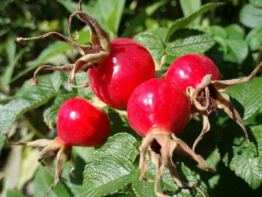 La rosa canina è utile in caso di sinusite