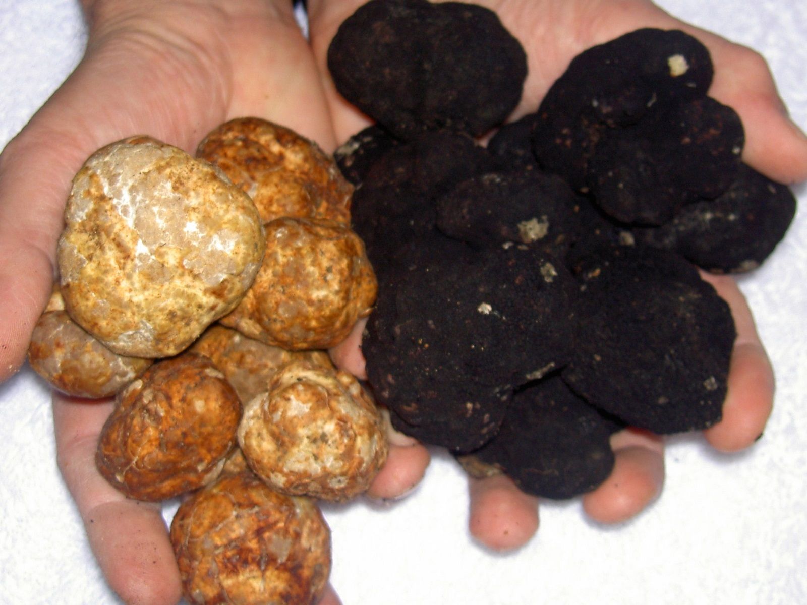 La gustosa ricetta della salsa tartufata