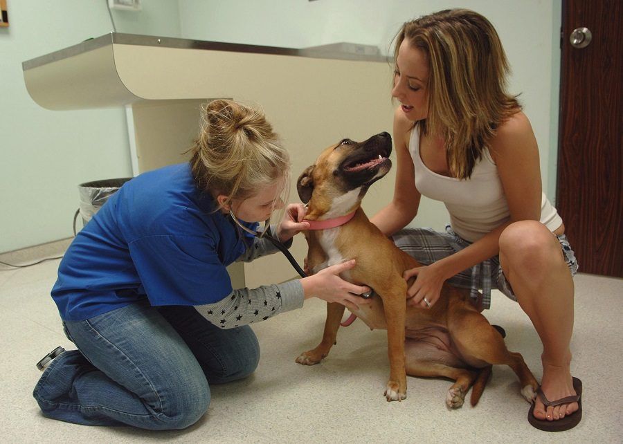 Una visita dal veterinario