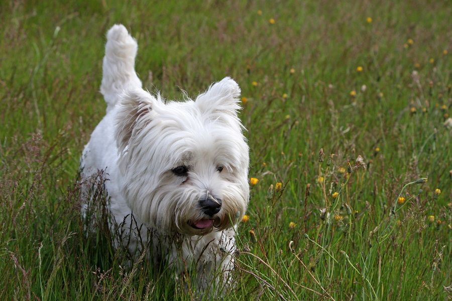 Le ghiandole paranali sono un problema soprattutto per i cani di piccola taglia