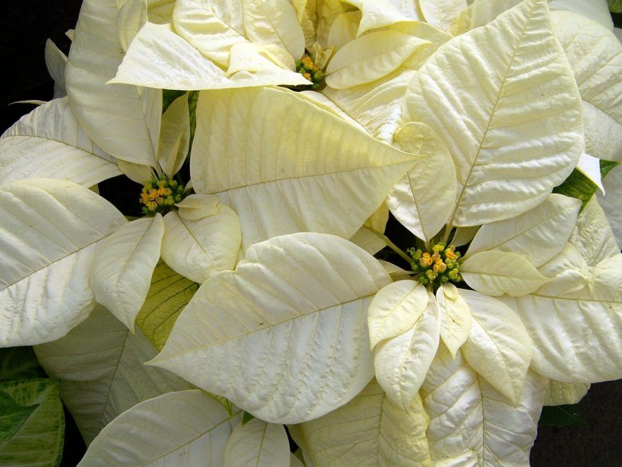 white-poinsettia-18100_1280