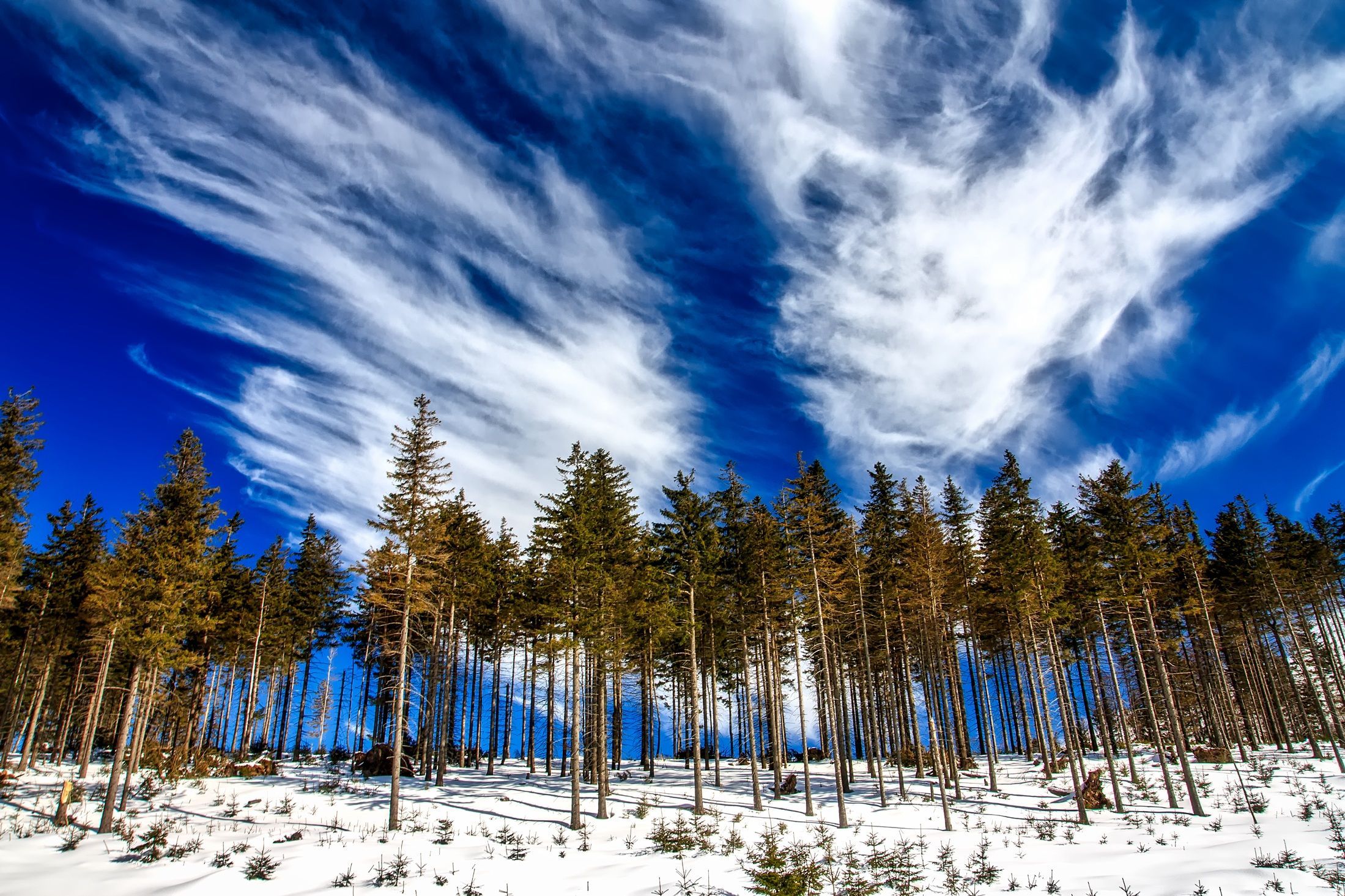 Parchi naturali e riserve in Italia: scopri la magia della natura in inverno