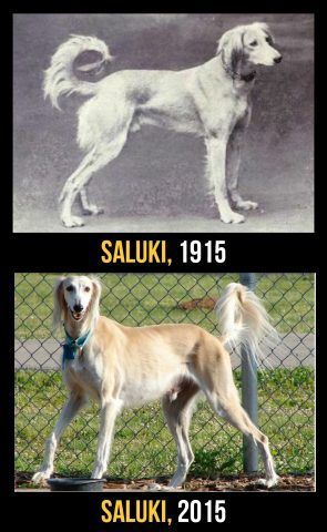 Saluki