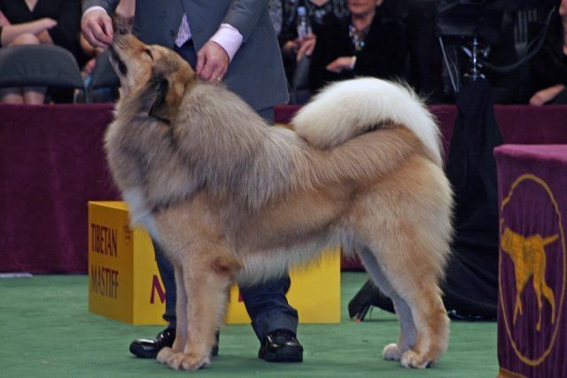 Mastino tibetano
