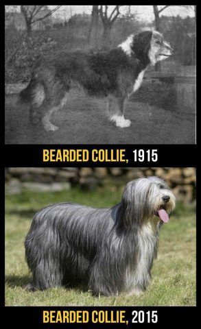 Bearded Collie