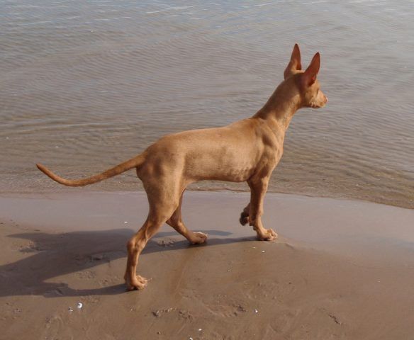 Pharaoh Hound Dog