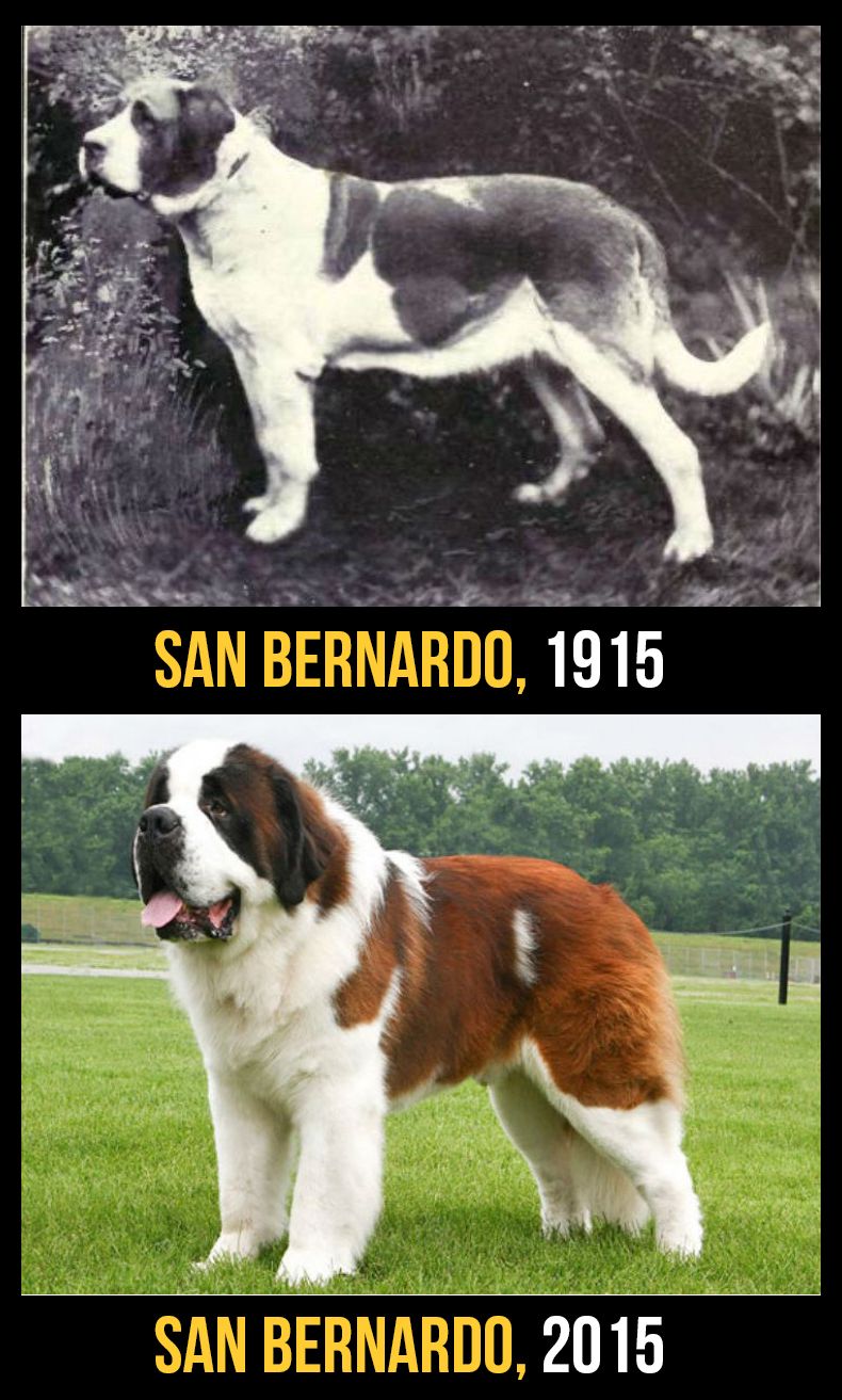 cani-100-anni-evoluzione