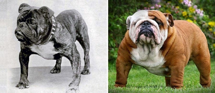 cani-100-anni-evoluzione