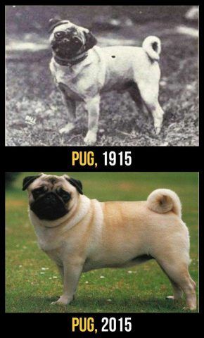 Carlino