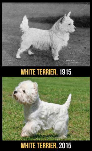 White Terrier