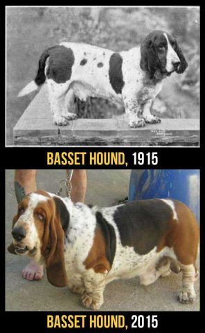 Basset Hound
