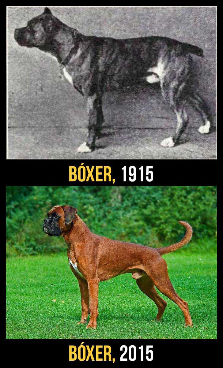 cani-100-anni-evoluzione