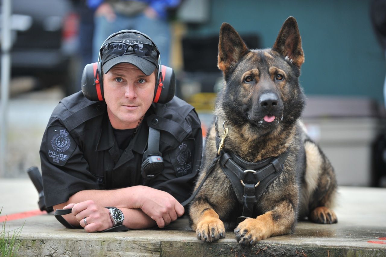 Come adottare un cane poliziotto in pensione