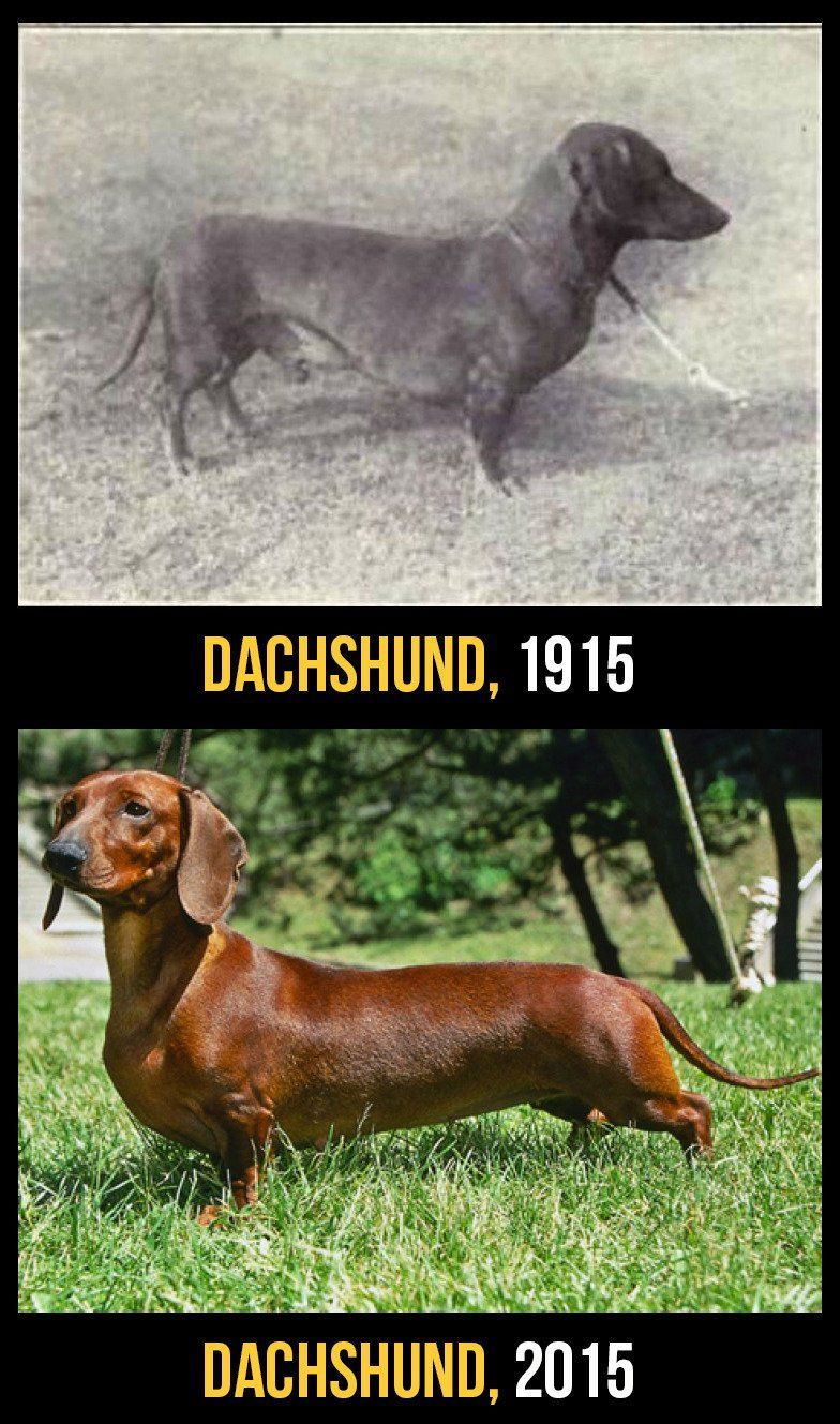 cani-100-anni-evoluzione