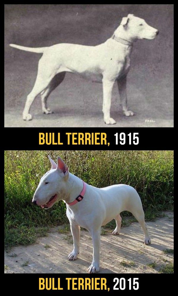 cani-100-anni-evoluzione