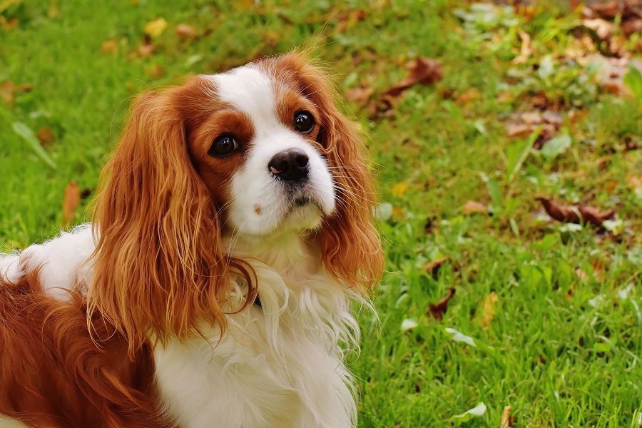 Cani dolci e affettuosi: le razze da coccolare