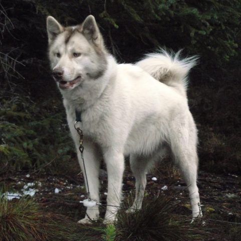Canadian Eskimo Dog