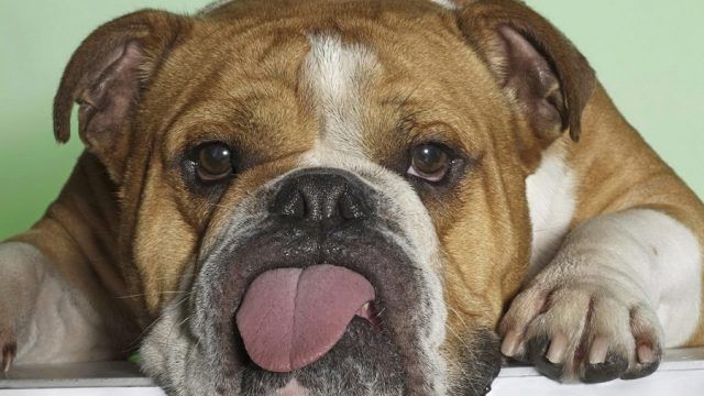 Bulldog inglese