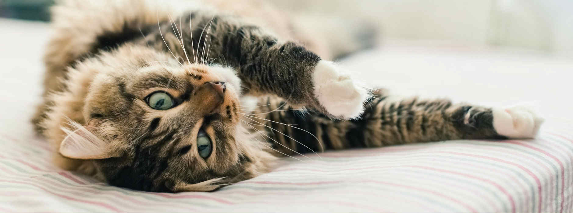 Le stravaganti abitudini dei gatti spiegate scientificamente
