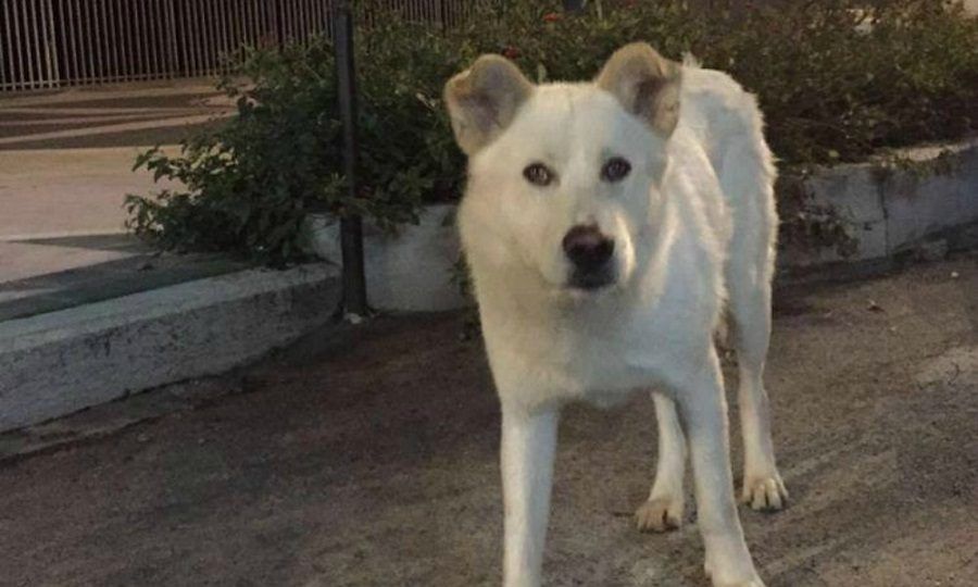 Il cane Angelo, barbaramente ucciso a Sangineto