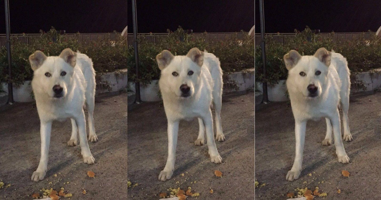 Processo per i 4 ragazzi che a Sangineto uccisero il cane di nome Angelo