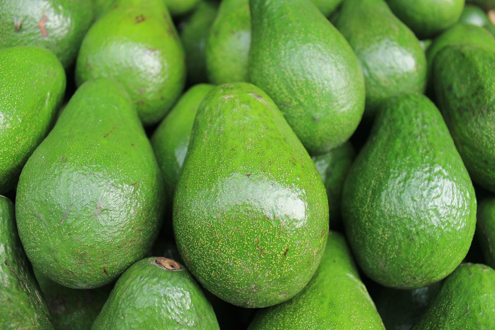 Un adesivo ti dice se l’avocado è maturo