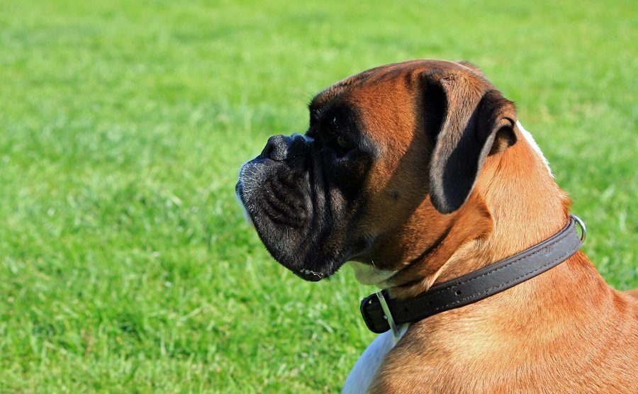 Un Boxer, cane spesso atopico e con complicanze da Malassezia