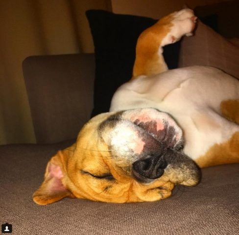 Beabull
