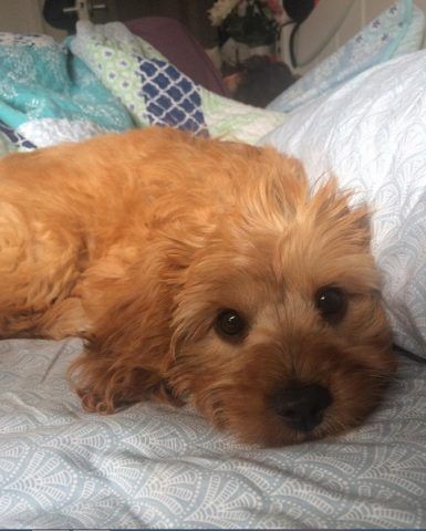 Cavapoo