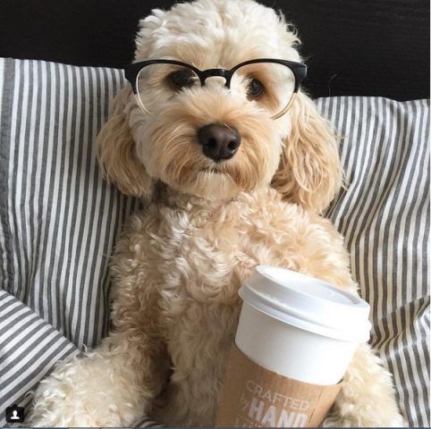 Cockapoo