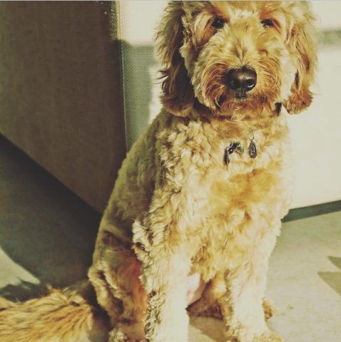 Goldendoodle