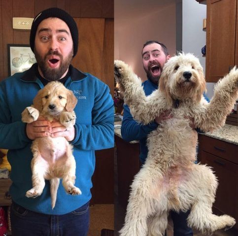 Labradoodle