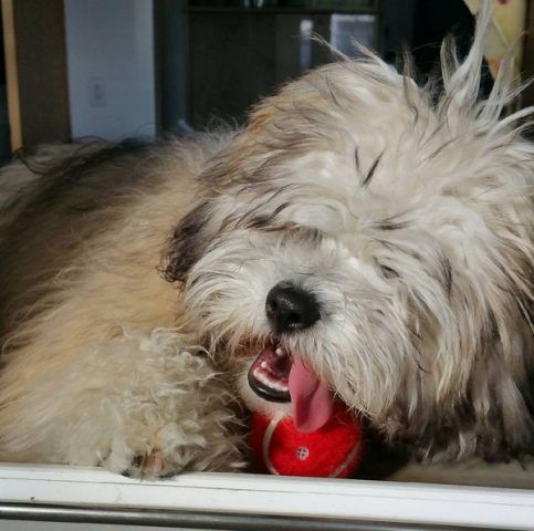 Maltipoo