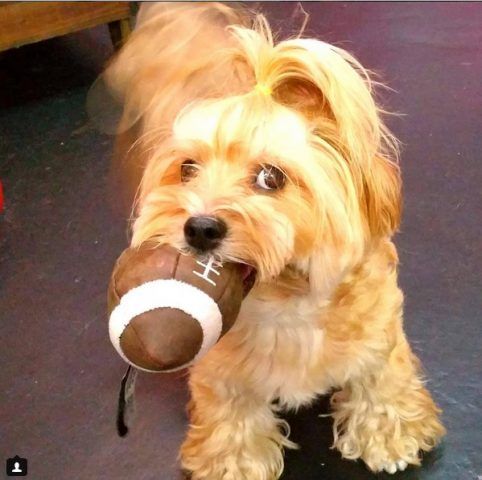Morkie