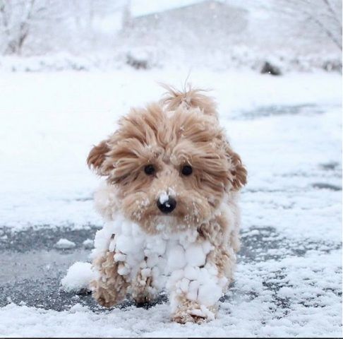 Poochon