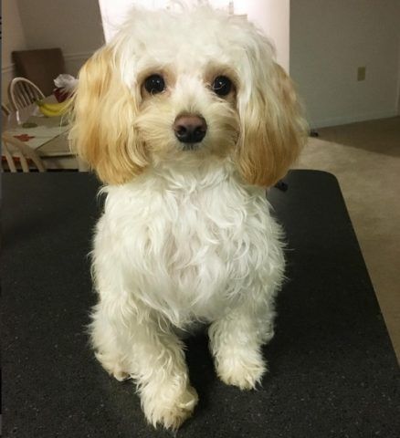 Poovanese