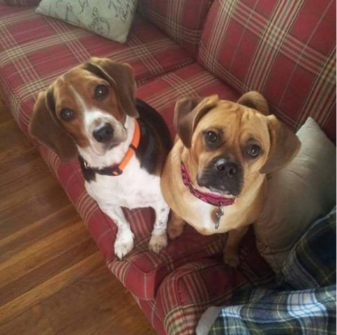 Puggle