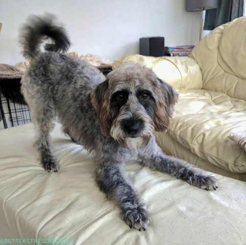 Schnoodle