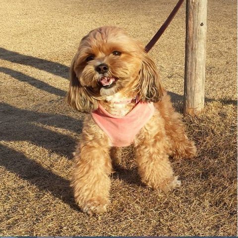 Shihpoo