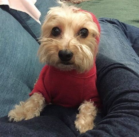 Yorkiepoo
