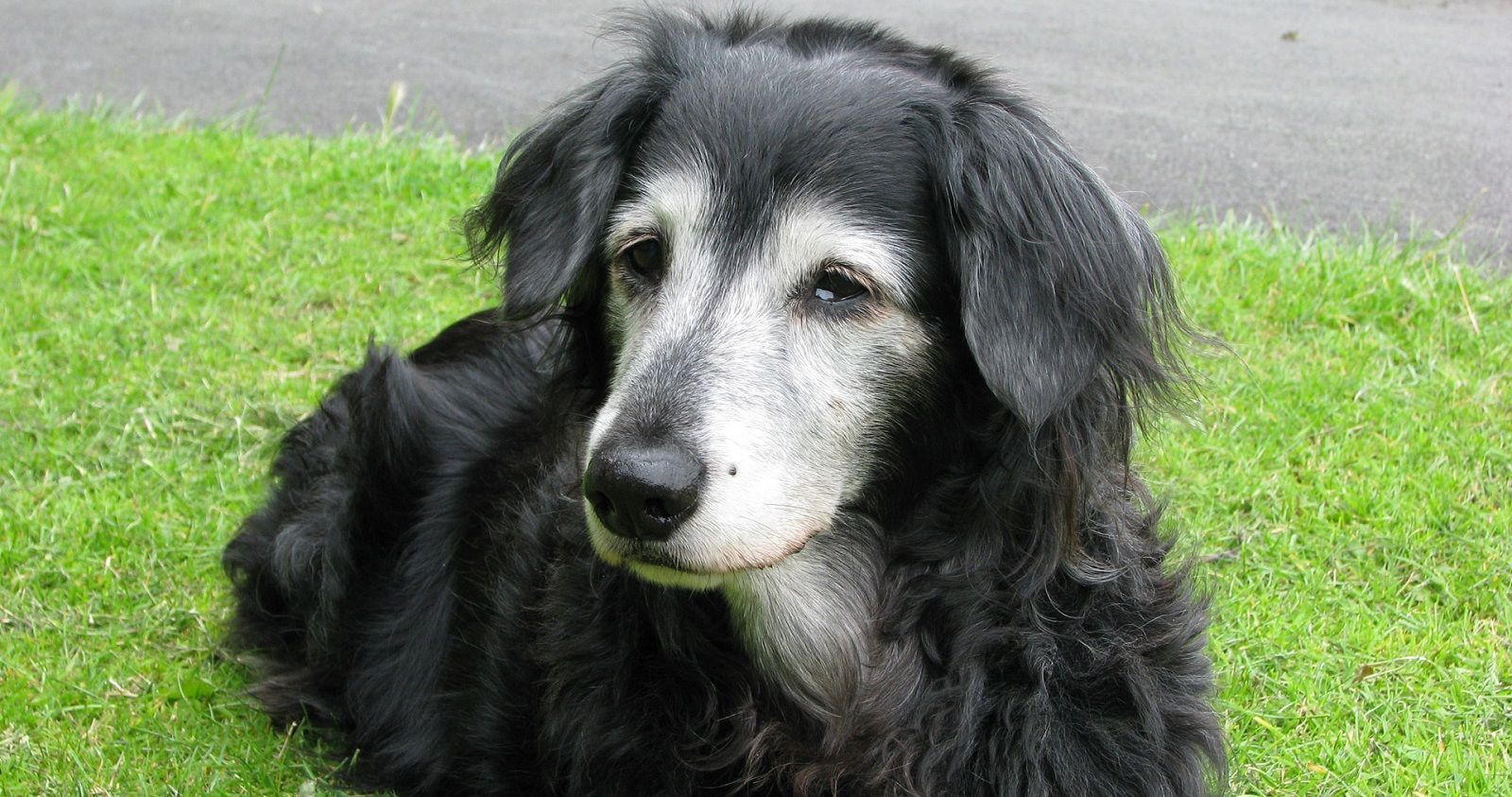 Pelo grigio o bianco nel cane? Potrebbe non essere dovuto solo alla vecchiaia