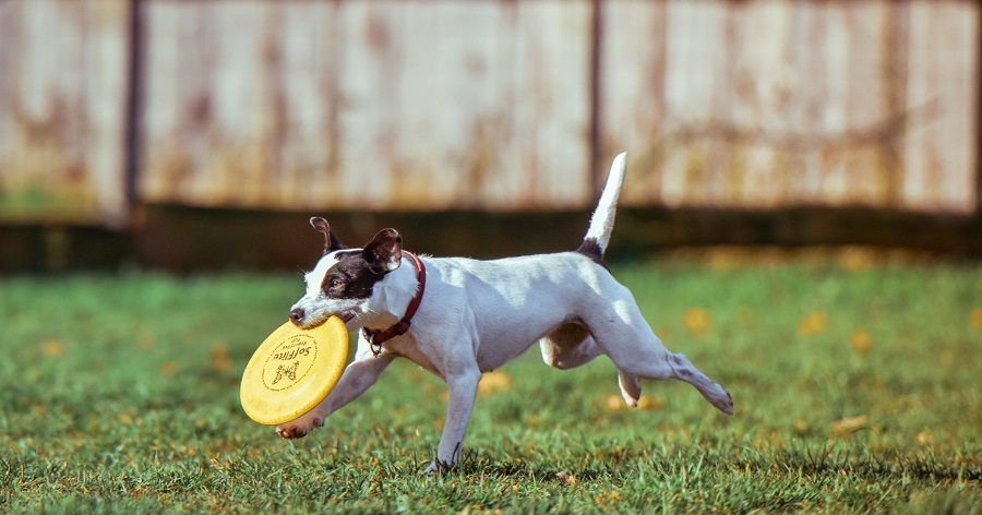 Io ti insegno a giocare col frisbee!