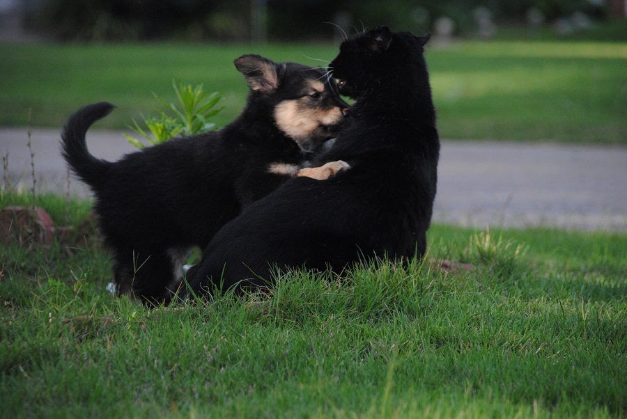 Cani e gatti non vanno d'accordo con le lampade di sale