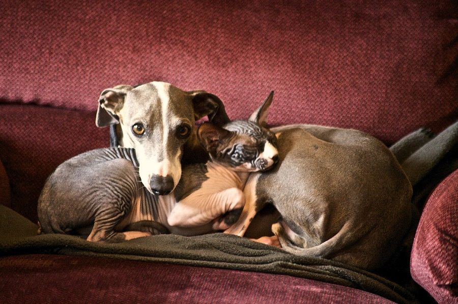 Cane e gatto, proteggeteli dalle pulci