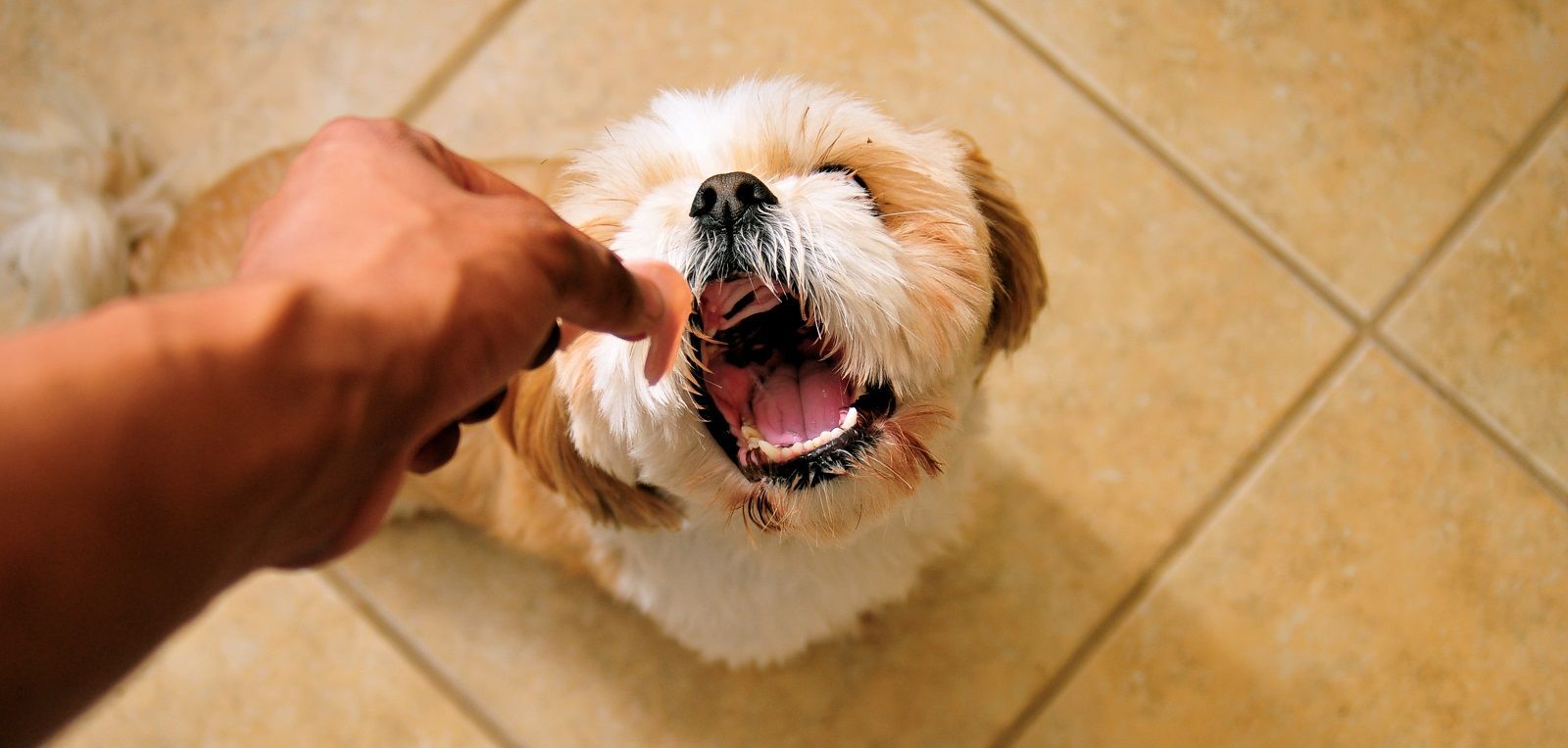 Cosa fare se il cane rifiuta il suo cibo?