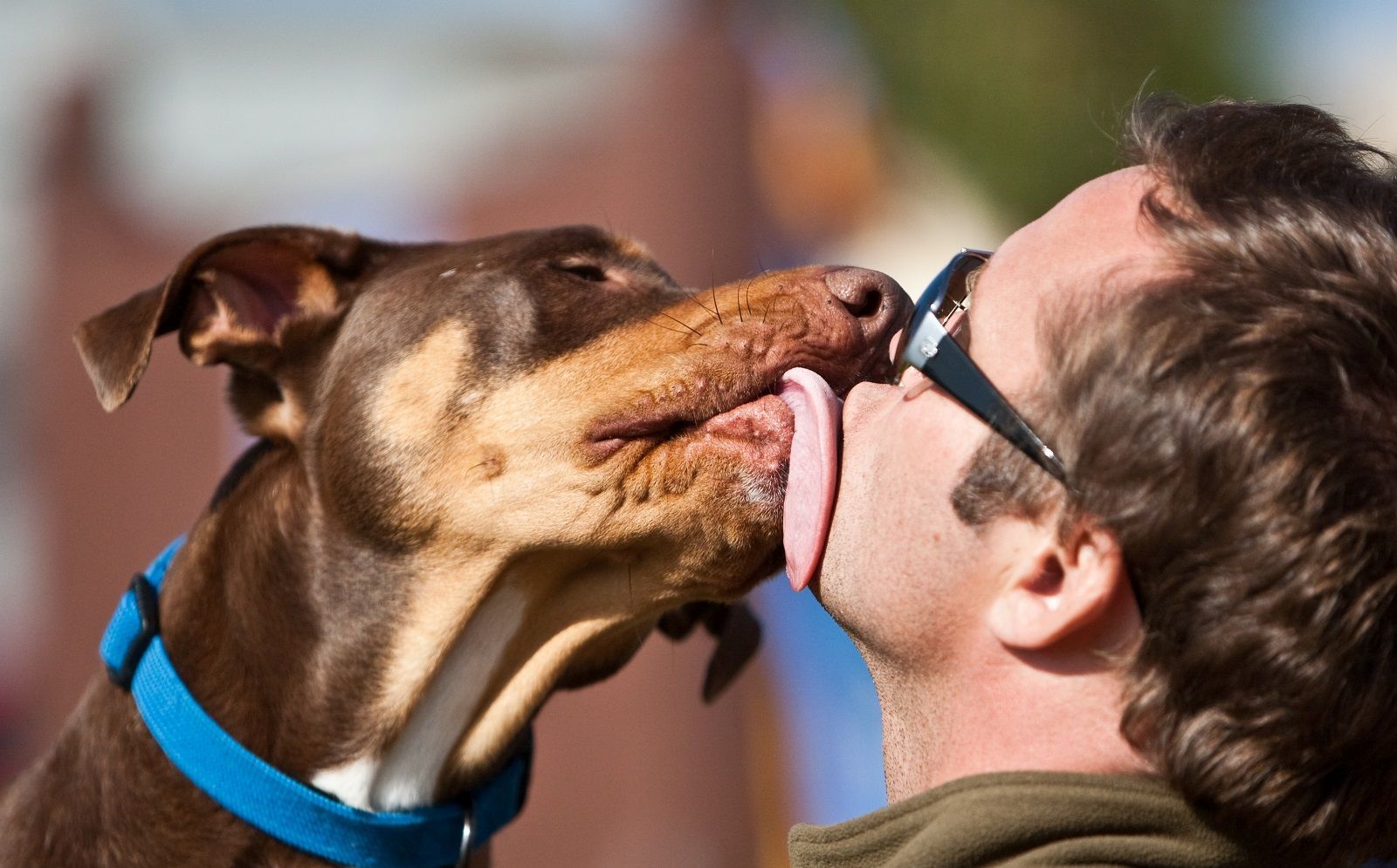 10 buoni propositi per il 2017 che i padroni di cani dovrebbero prendere in considerazione