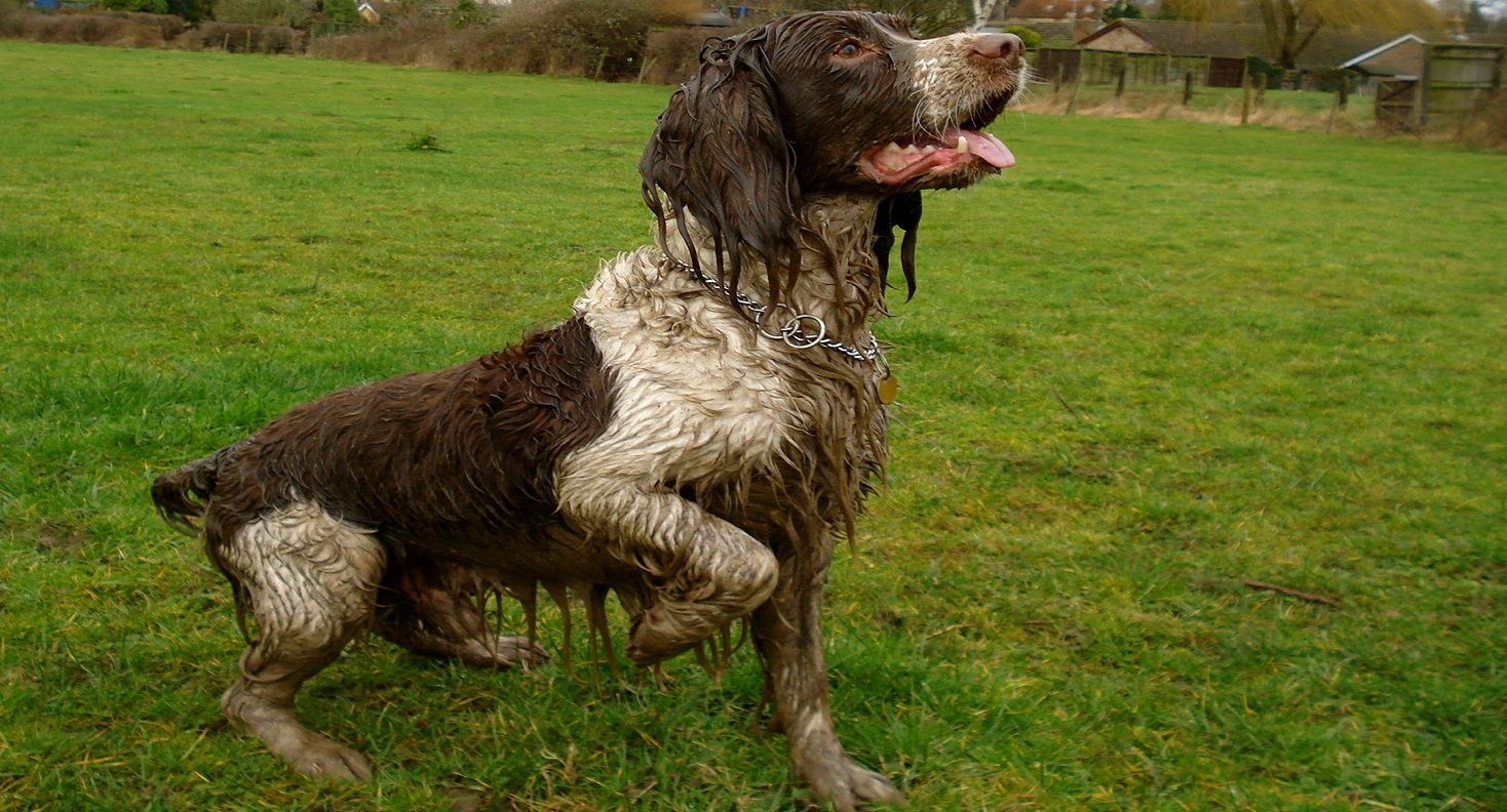 Ogni quanto fare il bagno al cane?